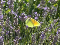 /album/marisa-neves/dscn2688-jpg/